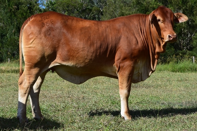 Bryvonlea Edina 2